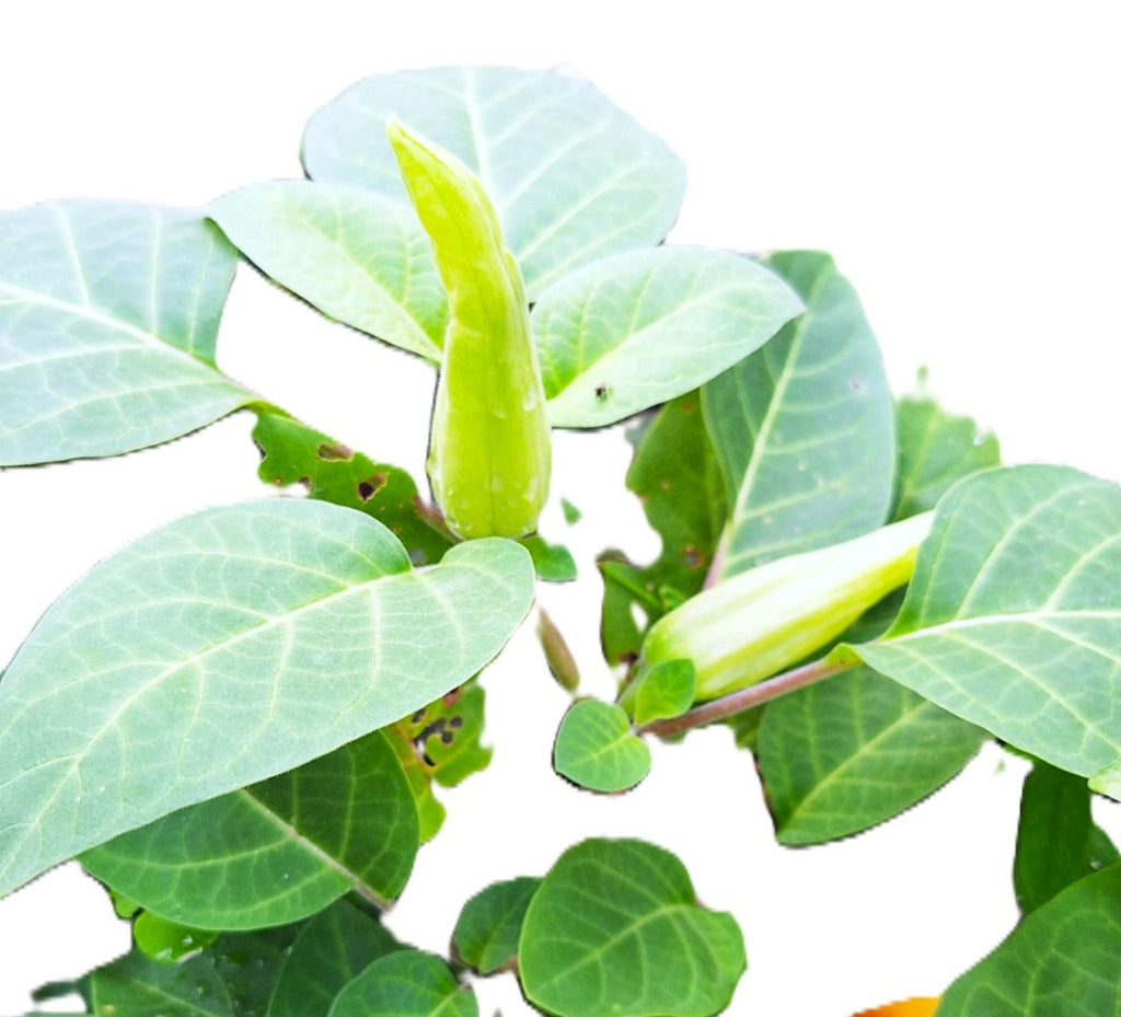 Red Datura Devils Trumpet Seeds 25 Count Fast-Growing Night Bloomer Tropical Annual/Perennial