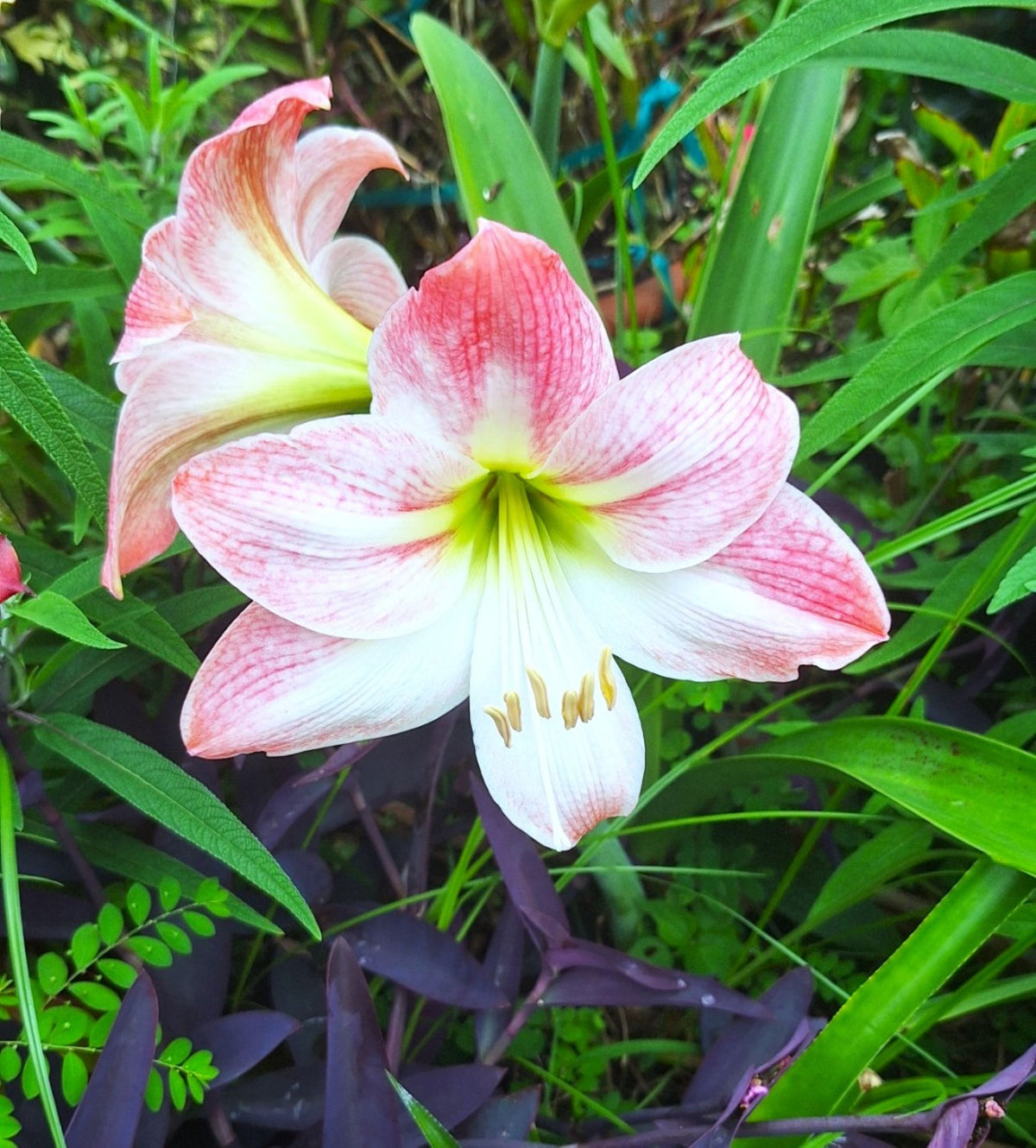 Pink Amaryllis Blushing Bride 2026 Seeds 10 per Pack Germinates in 20 Days