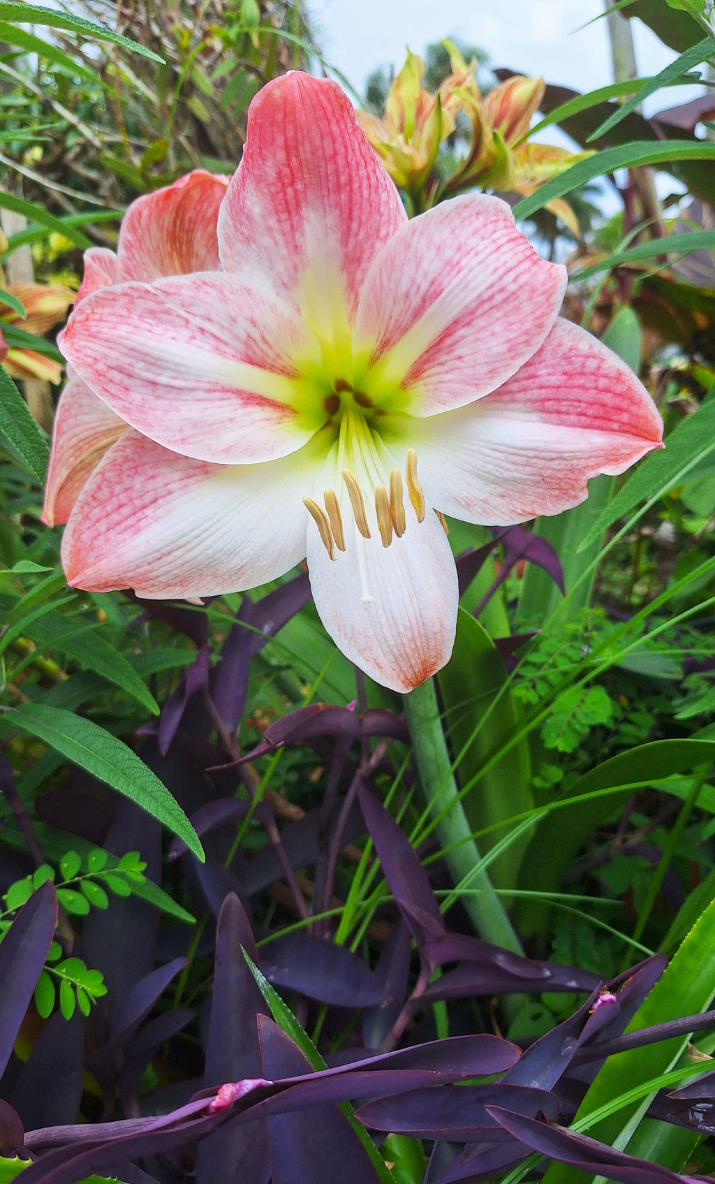 Pink Amaryllis Blushing Bride 2026 Seeds 10 per Pack Germinates in 20 Days