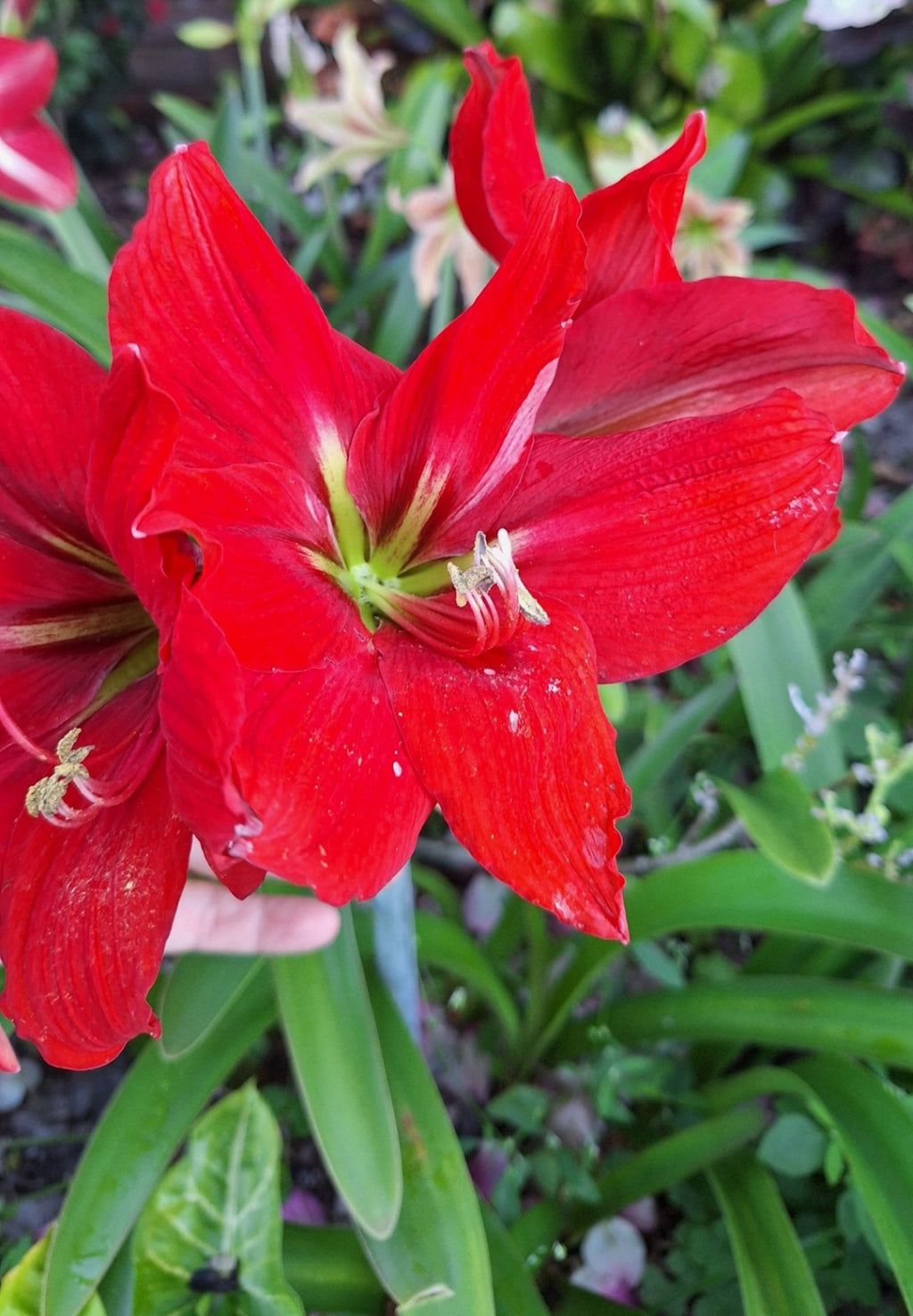 Double Red Dragon Amaryllis Seeds, 10 Seeds per Pack, Large 8" Blooms