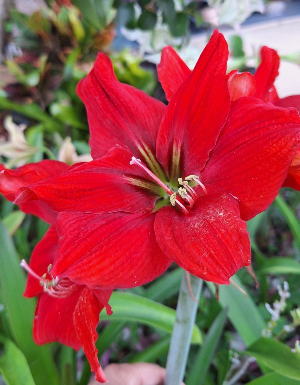 Double Red Dragon Amaryllis Seeds, 10 Seeds per Pack, Large 8" Blooms