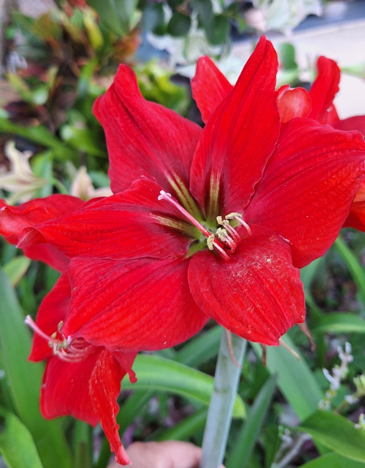 Double Red Dragon Amaryllis Seeds, 10 Seeds per Pack, Large 8" Blooms