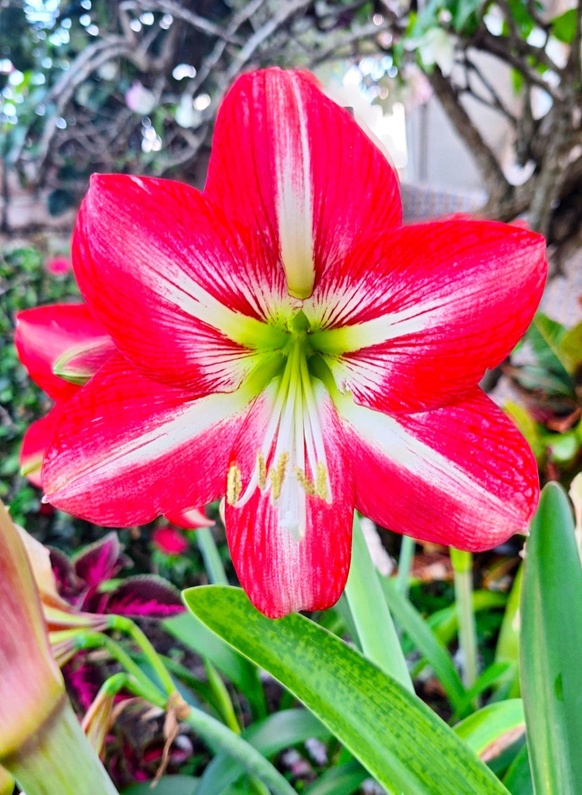 Samba Amaryllis Seeds 10–12 Count Fresh 2026 Harvest Exotic Red & White Ready to Plant