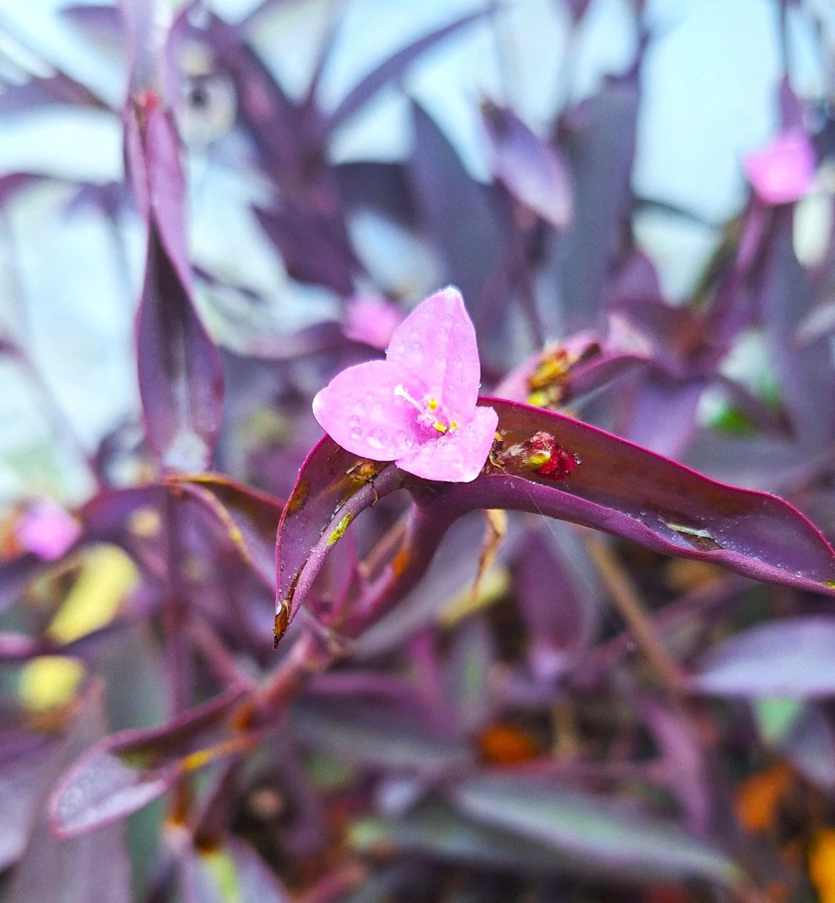 4-Type Tradescantia (Wandering Jew) Collection Live Plants, Zebrina, Purple Hearts, Mini Inch Plant, White Mouth