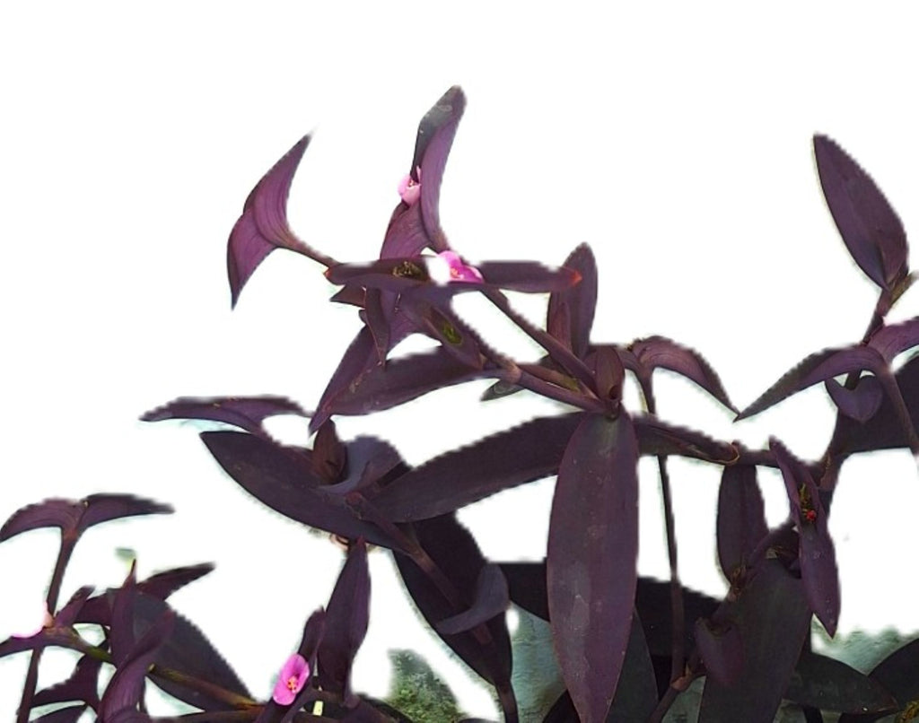 Tradescantia Pallida Purple Heart 8-inch Rooted Live Plant, Florida Grown.