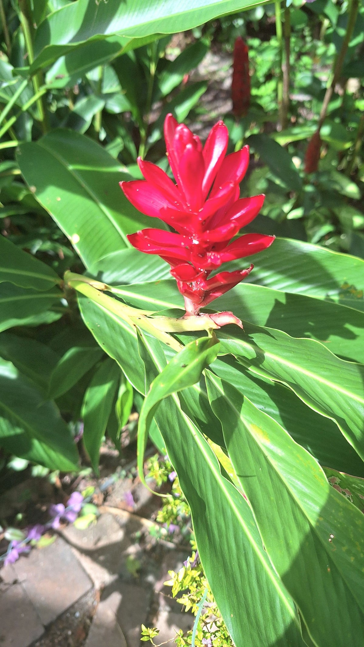 Tahitian Red Ginger Live Rooted Starter Plant Tropical Torch Bloom Rare Hawaiian Variety
