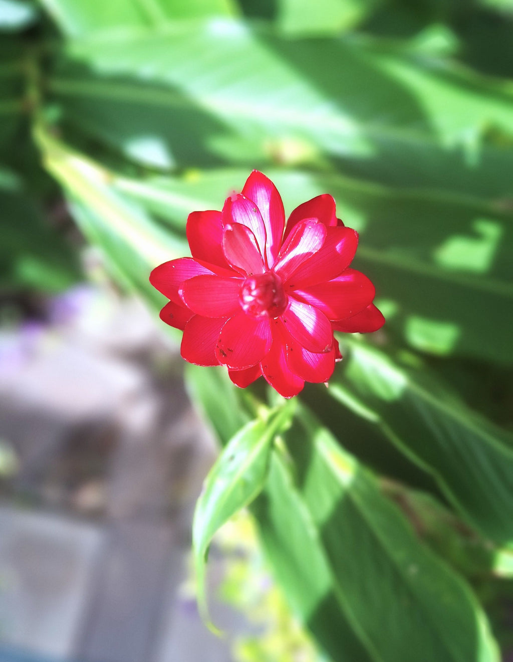 Tahitian Red Ginger Live Rooted Starter Plant Tropical Torch Bloom Rare Hawaiian Variety