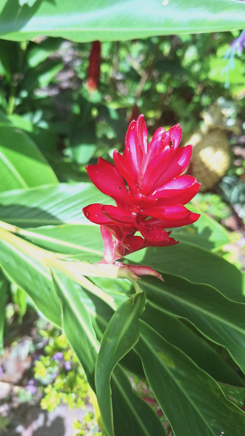 Tahitian Red Ginger Live Rooted Starter Plant Tropical Torch Bloom Rare Hawaiian Variety