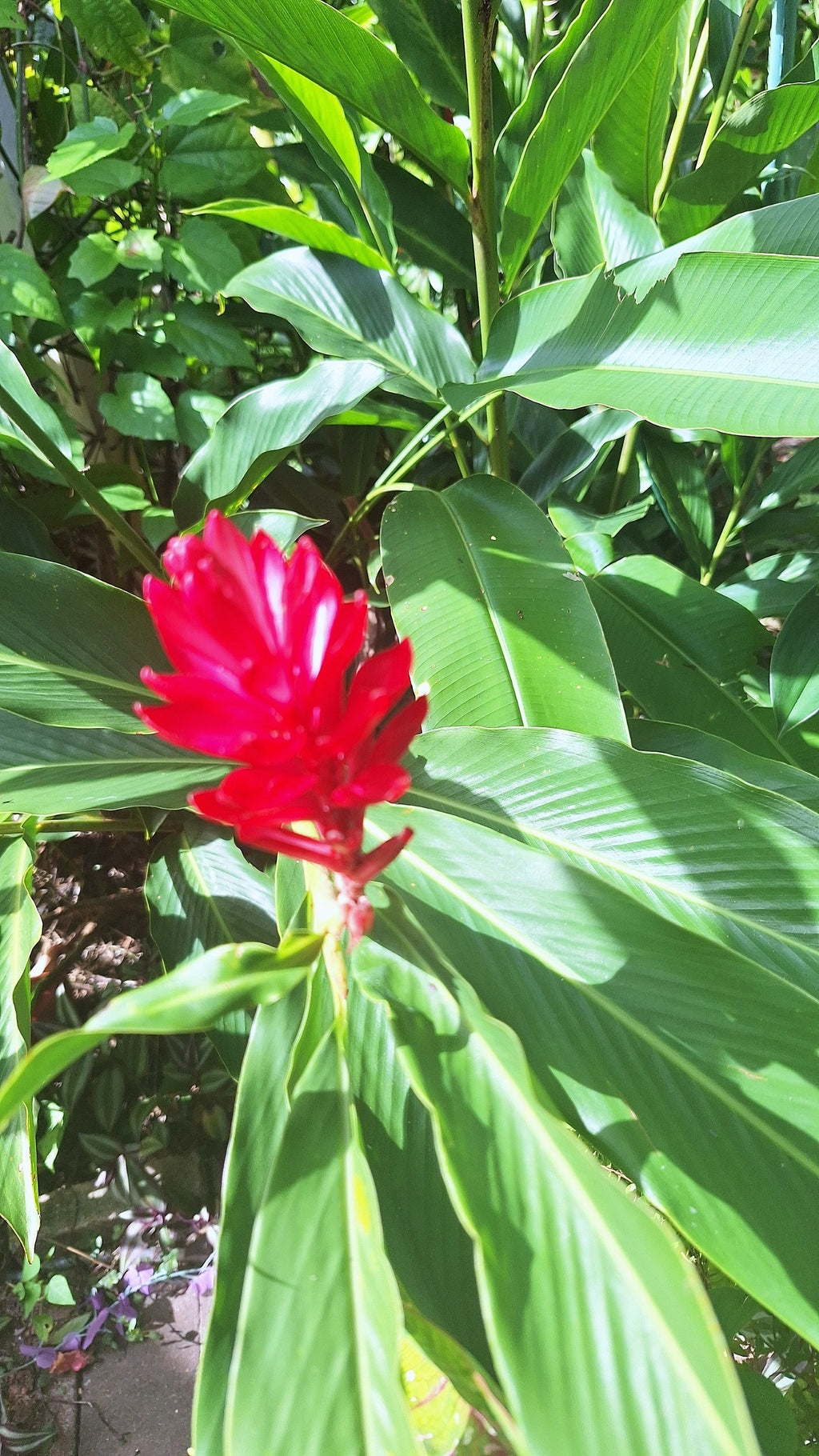 Tahitian Red Ginger Live Rooted Starter Plant Tropical Torch Bloom Rare Hawaiian Variety