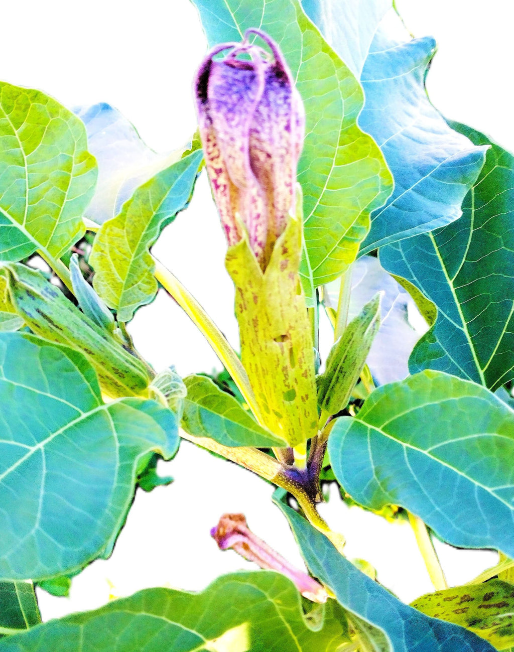 Datura Blue Night Bloomer Seeds Devils Trumpet Light Blue Trumpet Flower 25 Seed Pack