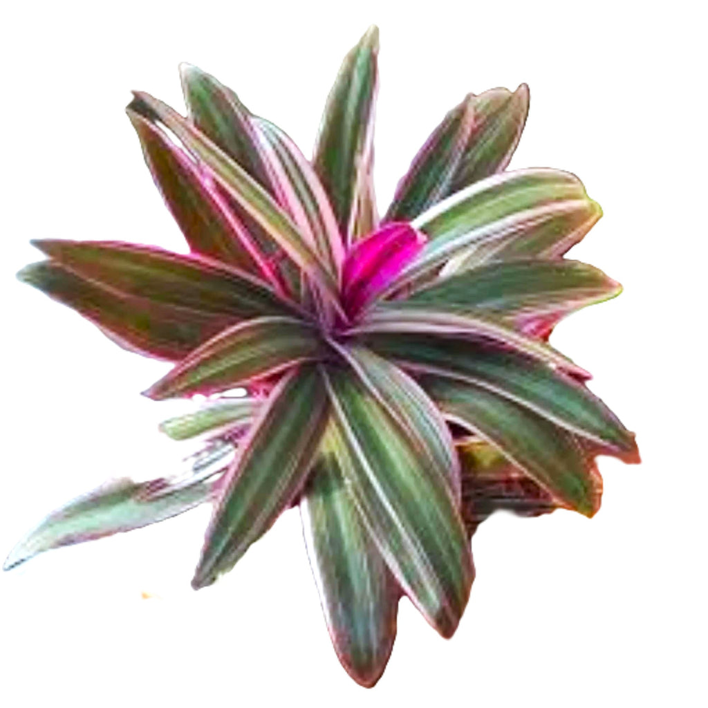 Tradescantia Dwarf Variegated Oyster Plants Lavender Tri-Color Set of 2