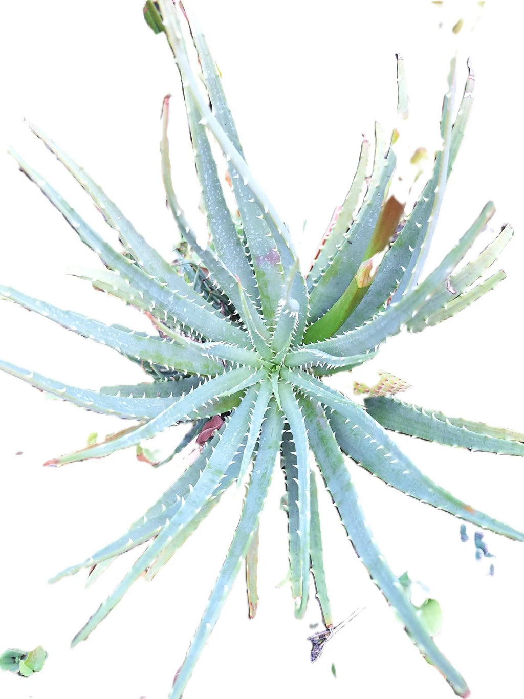 Aloe Aristata Blue Lace Aloe Torch Plant 8" starter full sun, USDA Zones 9-12 Indoor/outdoor