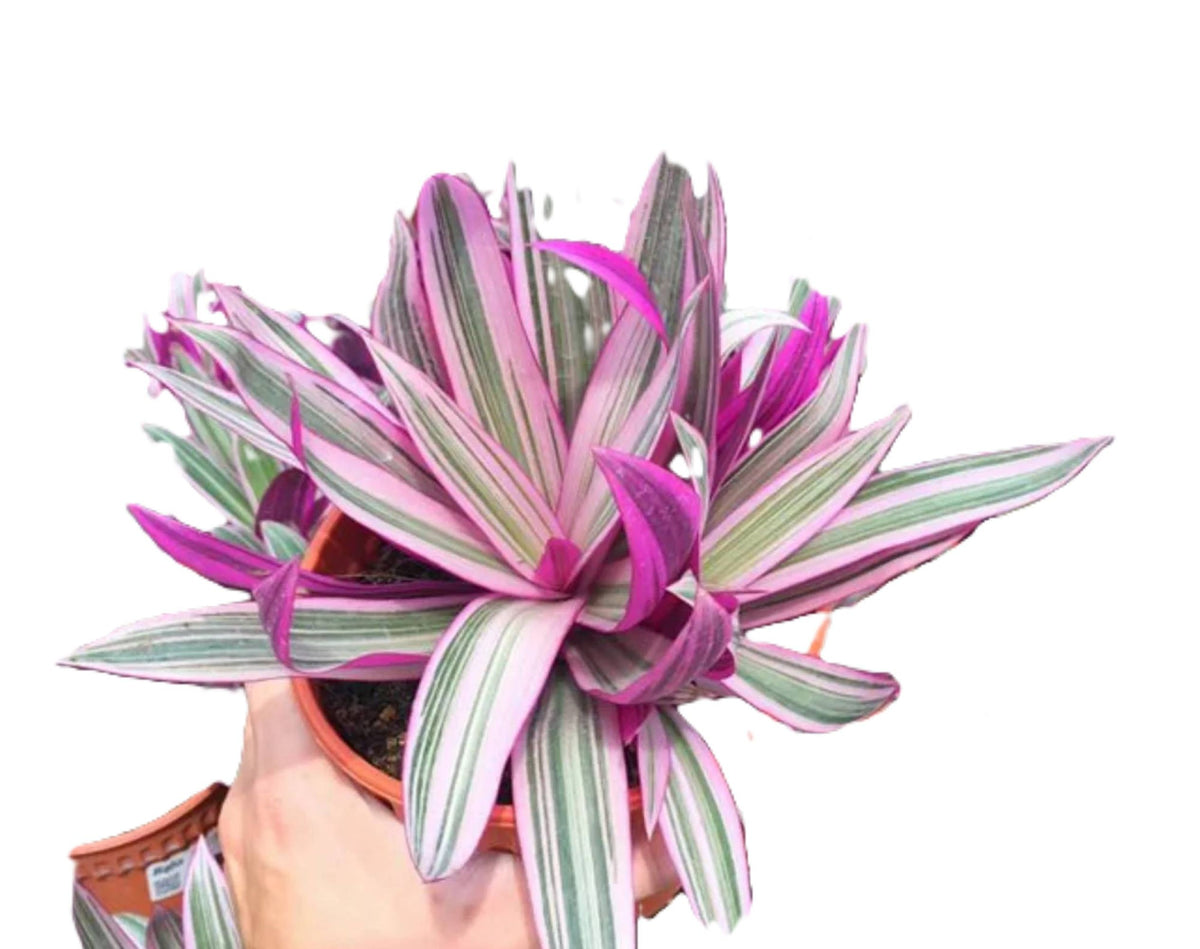 Tradescantia Dwarf Variegated Oyster Plants Lavender Tri-Color Set of 2