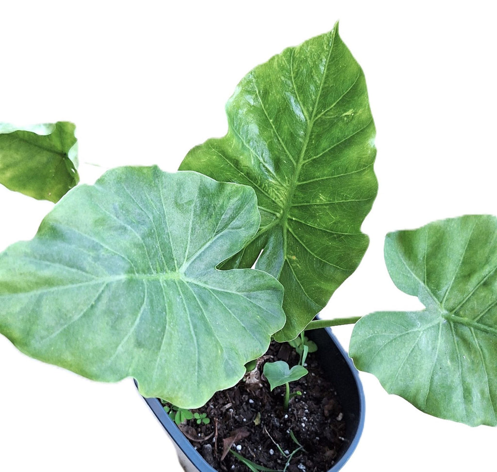 Alocasia Regina Elephant Ear Plant, 18 Inches, Indoor/Outdoor Tropical Plant