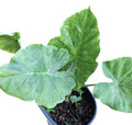 Alocasia Regina Elephant Ear Plant, 18 Inches, Indoor/Outdoor Tropical Plant