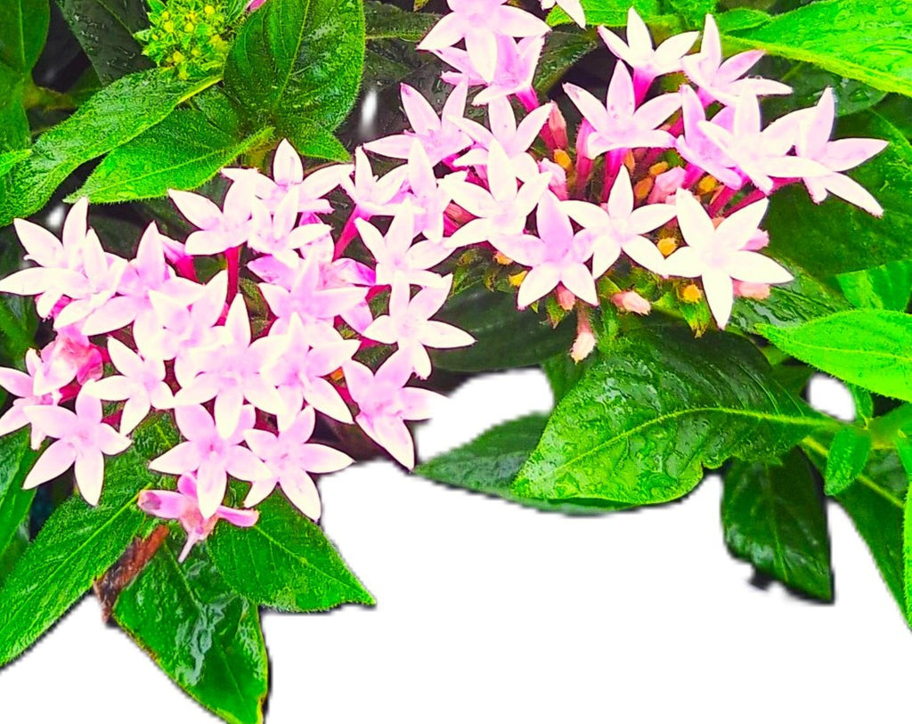 Pentas (Pentas lanceolata) Egyptian Stars Mature Pink 10-inch Blooming Plants.