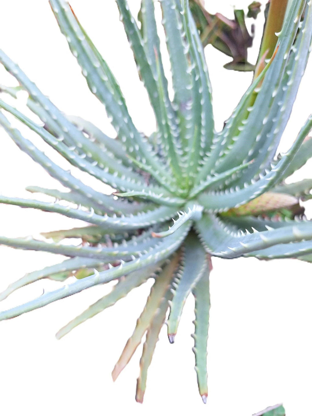 Aloe Aristata Blue Lace Aloe Torch Plant 8" starter full sun, USDA Zones 9-12 Indoor/outdoor