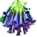 Royal Blue Brugmansia Angel Trumpet Iochroma australe x cyaneum  25 Seeds Per Pack.
