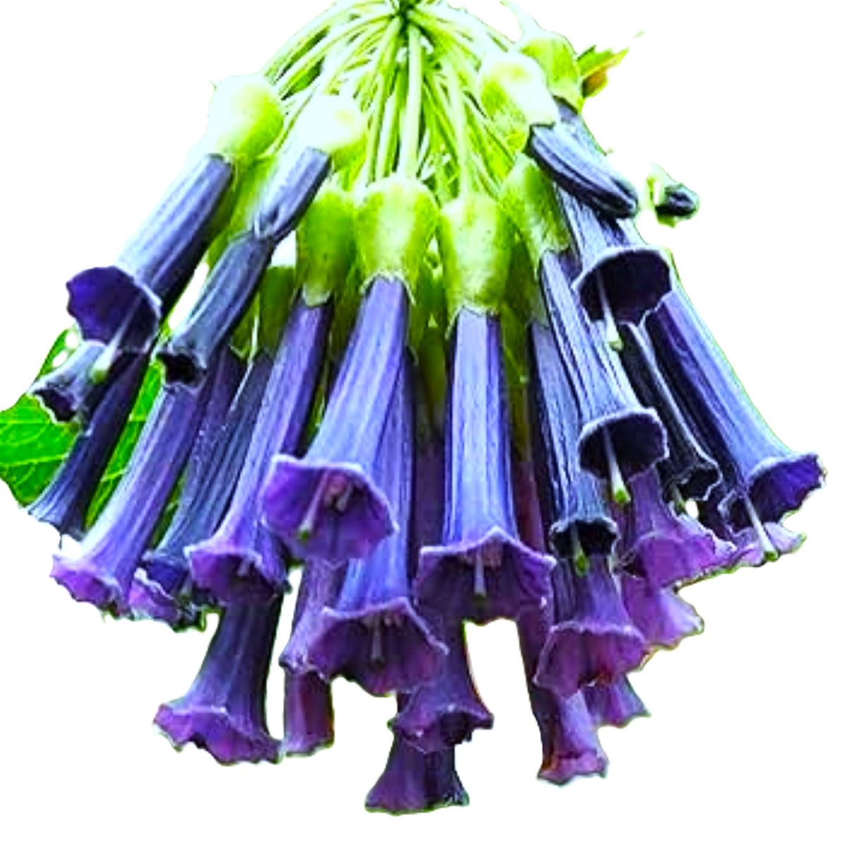 Royal Blue Brugmansia Angel Trumpet Iochroma australe x cyaneum  25 Seeds Per Pack.