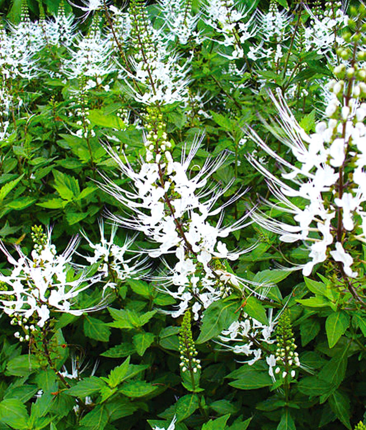 Cat Whiskers Live Starter Plant 8 Inch, Fast Growing, White Blooms, Pollinator Favorite