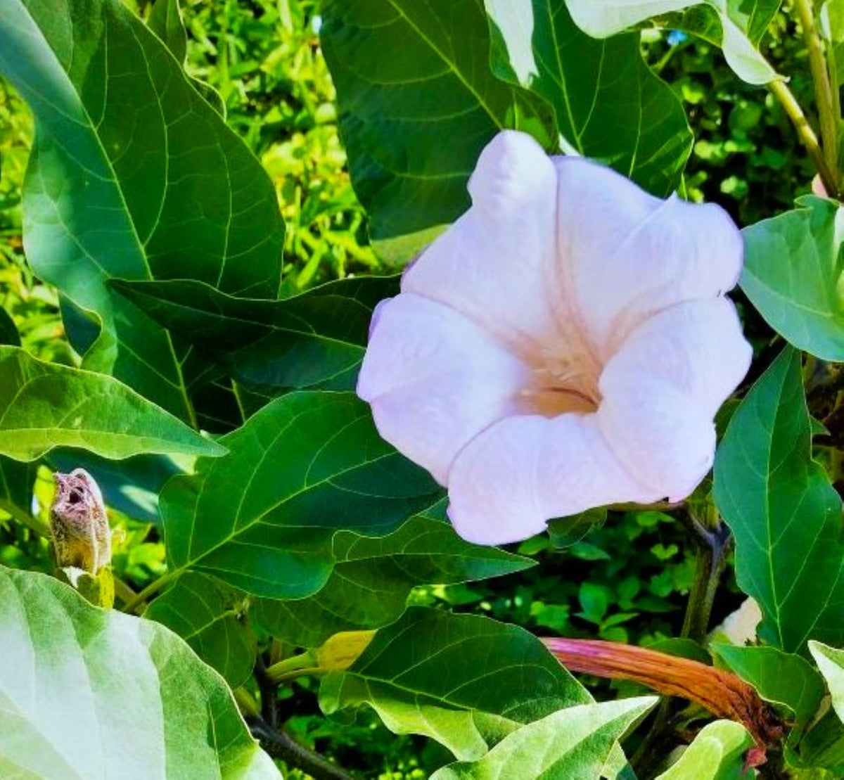Datura Blue Night Bloomer Seeds Devils Trumpet Light Blue Trumpet Flower 25 Seed Pack
