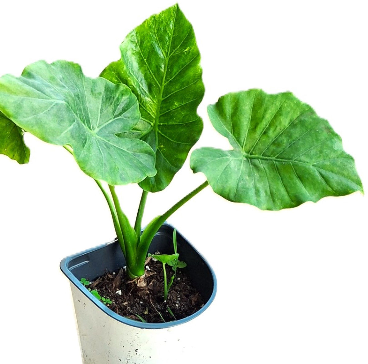Alocasia Regina Elephant Ear Plant, 18 Inches, Indoor/Outdoor Tropical Plant