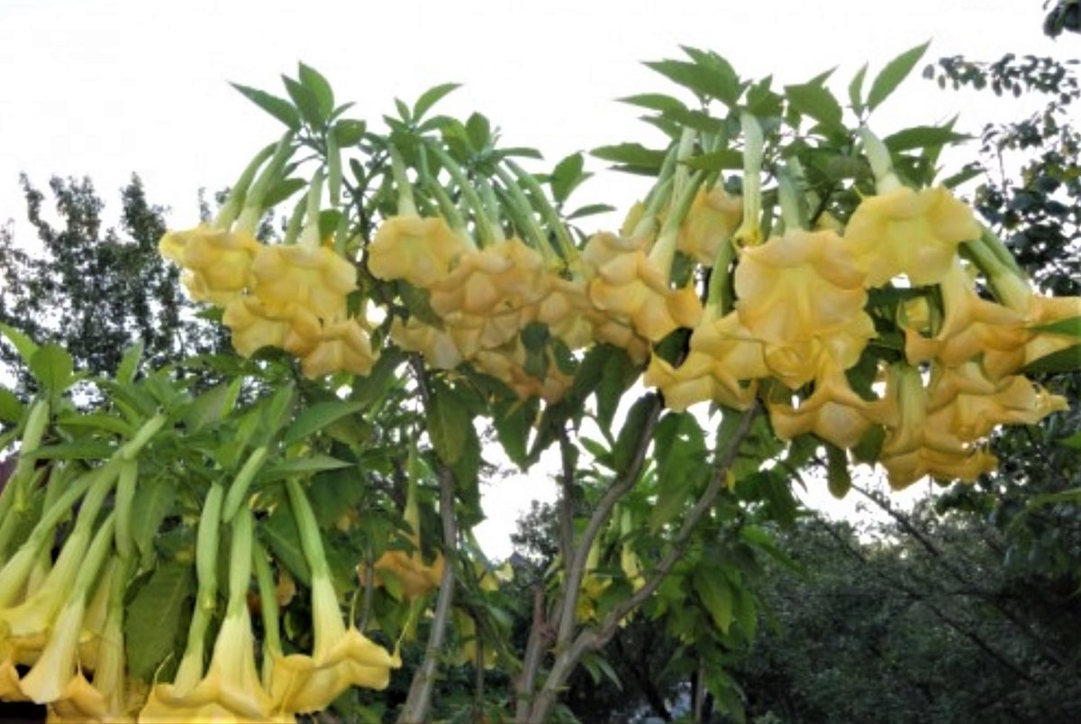 Yellow/Gold Angel Trumpet Tree 14-inch Starter Plant Brugmansia Tropical Fragrant Blooms All Year.