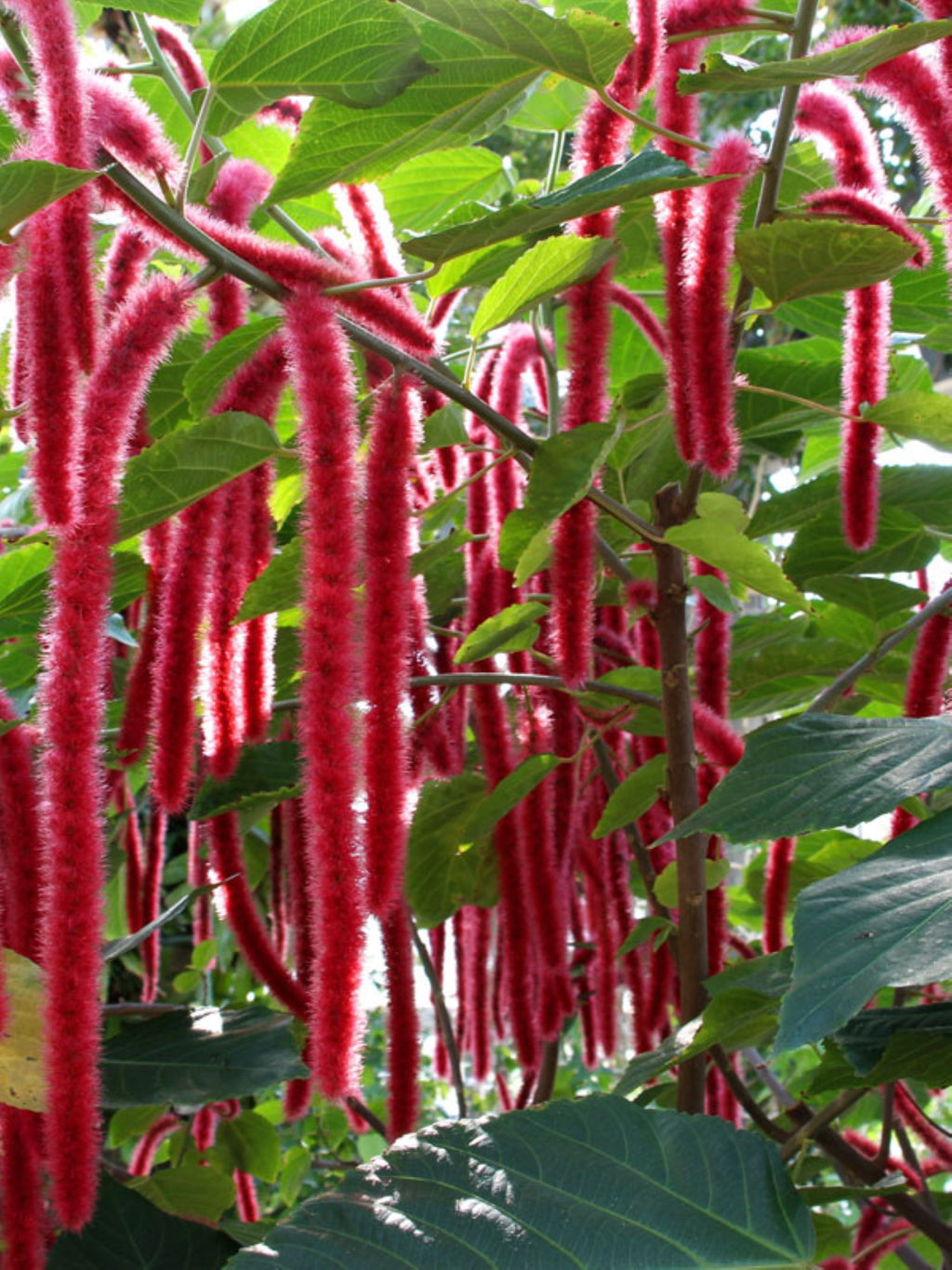 Giant Chenille Plant 12" Red Hot Cat Tails Acalypha hispida Florida‑Grown Tropical Bloomer (Zones 9–12)