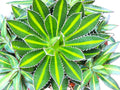 Agave Lophantha Splendida Succulent, 6-inch Starter Plant USDA Zones 9-12