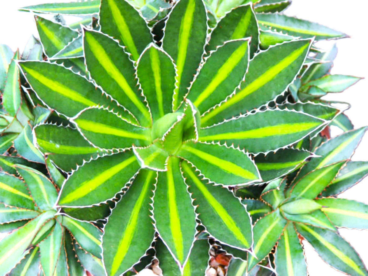 Agave Lophantha Splendida Succulent, 6-inch Starter Plant USDA Zones 9-12