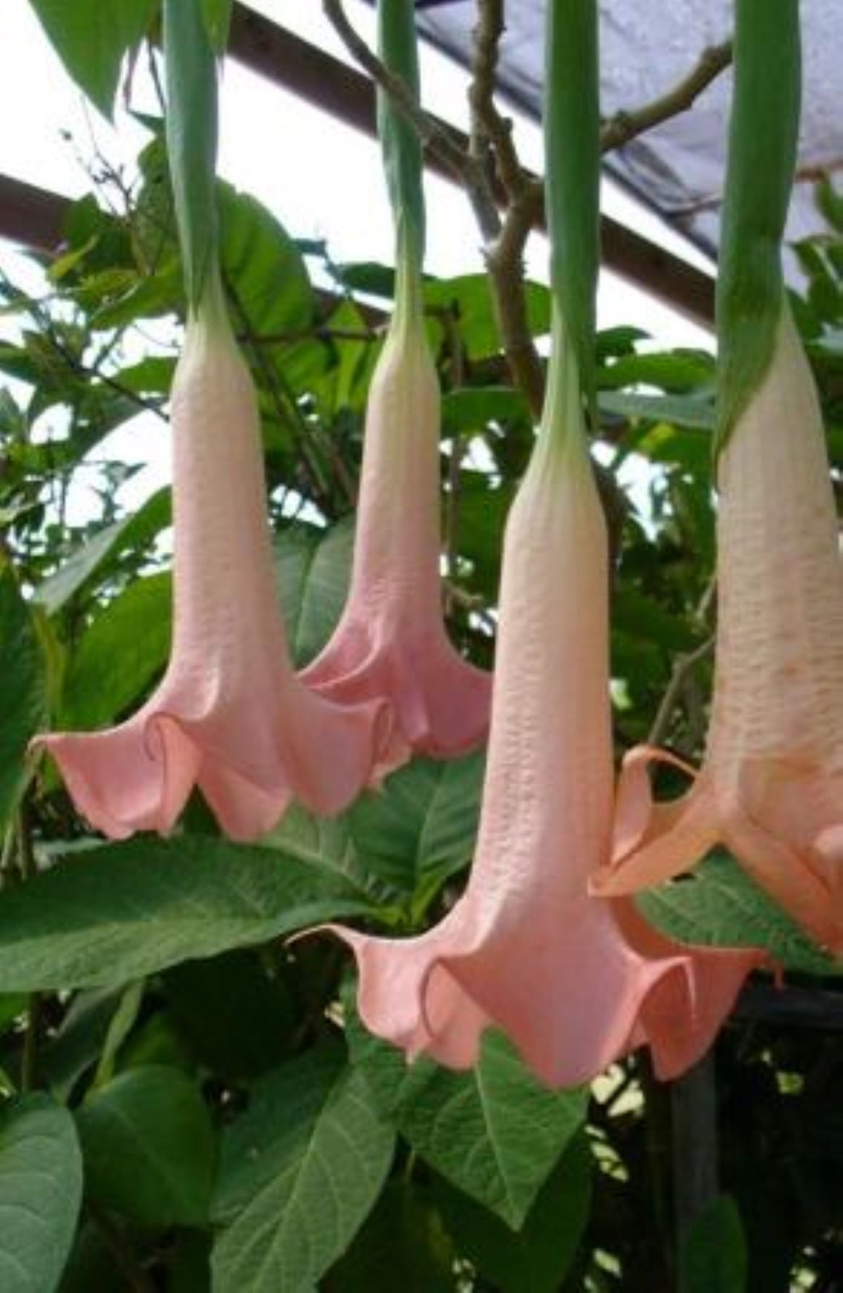 Pink Angel Trumpet Tree 14-inch Starter Plant Brugmansia Tropical Flowering Plant Large Fragrant Pink Blooms