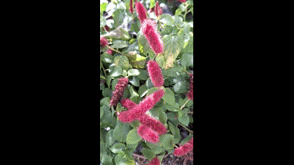 Dwarf Chenille Plant Red Hot Cat Tails Full 12" Blooming Trailing Plant Ready to Ship