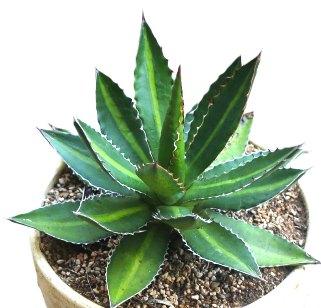 Agave Lophantha Splendida Succulent, 6-inch Starter Plant USDA Zones 9-12