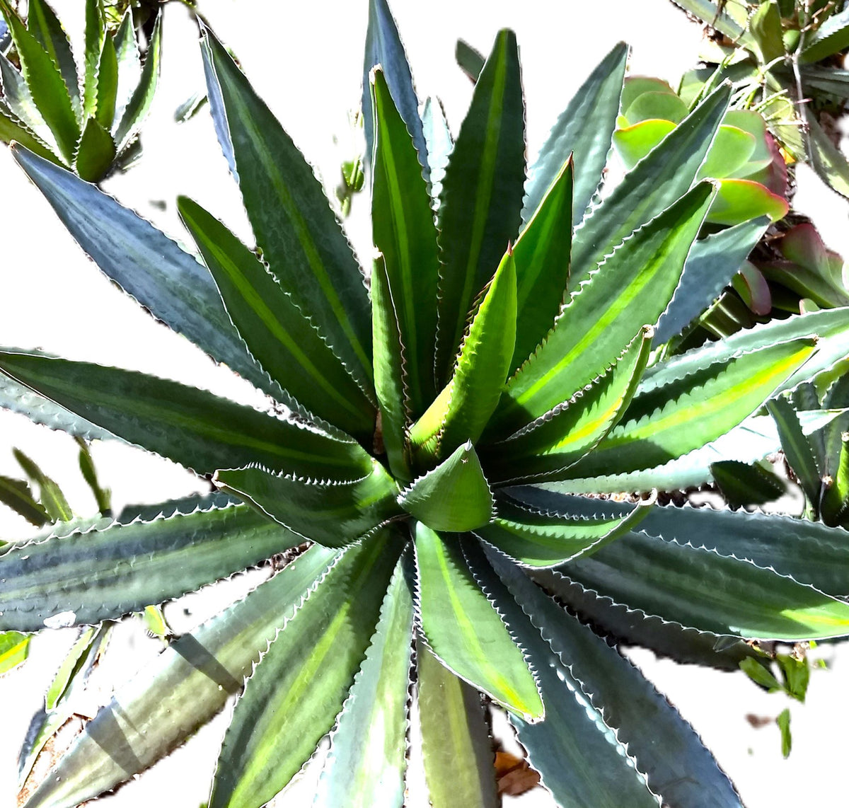 Agave Lophantha Splendida Succulent, 6-inch Starter Plant USDA Zones 9-12