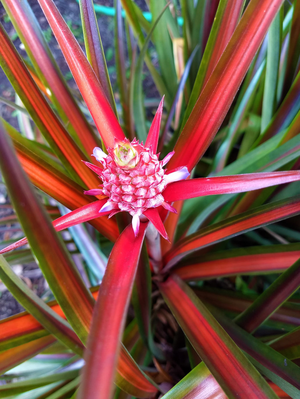 Ananas Lucidus Fire Pineapple Rare Tropical Plant Indoor/Outdoor Houseplant.