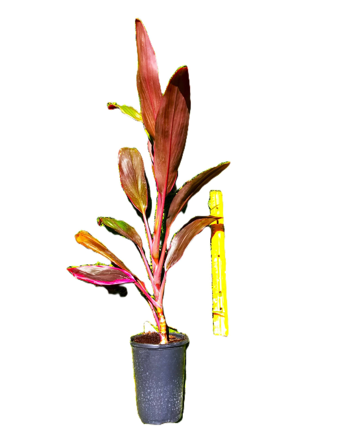 Hawaiian Ti ‘Royal Red Sister’ Cordyline – 18″+ Rooted Plant, Florida‑Grown Tropical Foliage