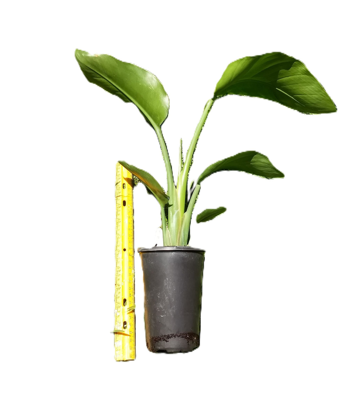Orange Bird of Paradise Plant – 18″ Rooted Starter, Florida‑Grown Tropical Foliage (Strelitzia)