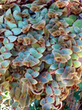 Blue Bunnies Tradescantia Live Baby Bunnies Plant 3–5” Starter Fuzzy Silver Leaves with Purple Undersides