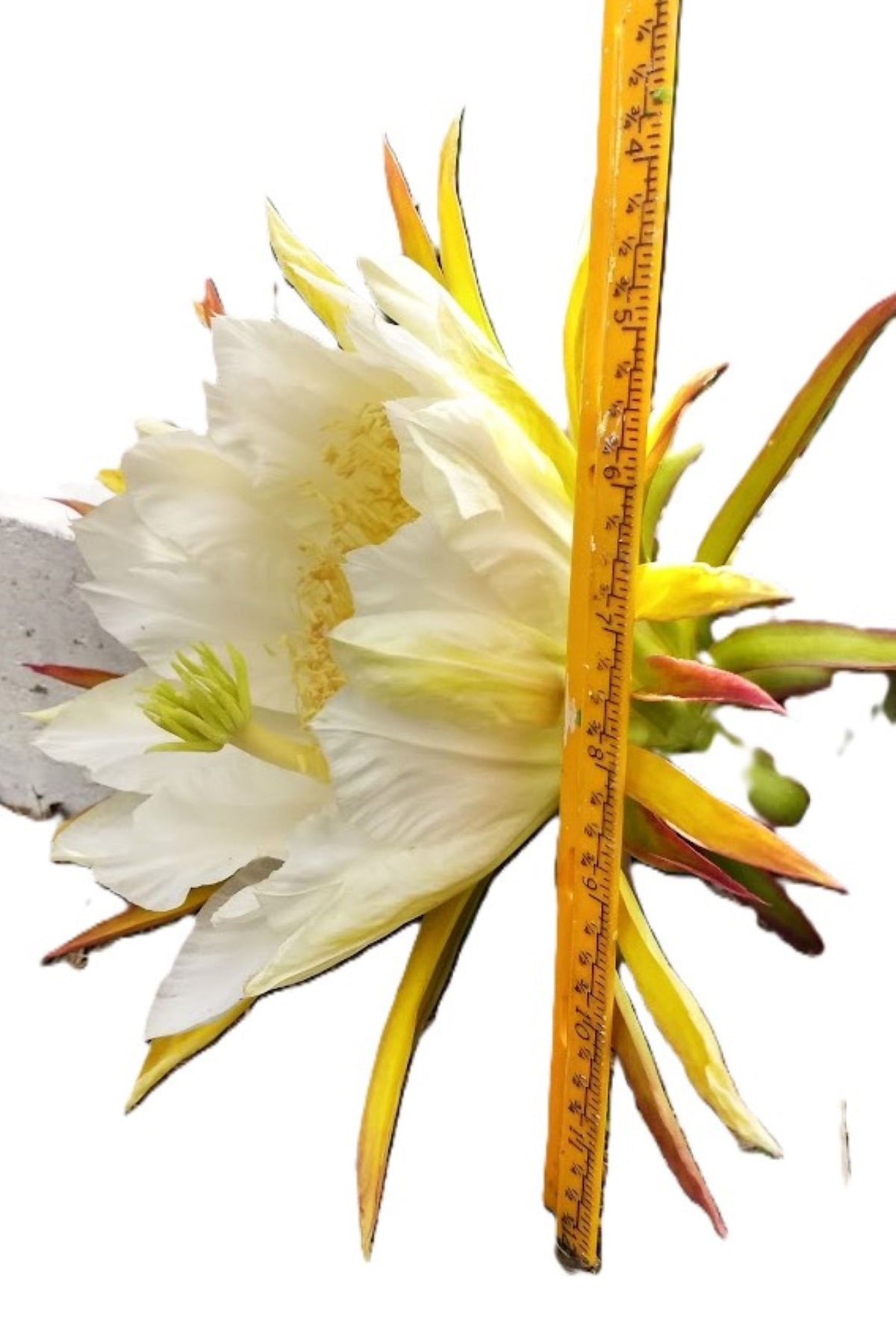 Cereus Epiphyllum Orchid/Cactus “Queen of the Night” – 12" Rooted Live Plant 10" Flowers