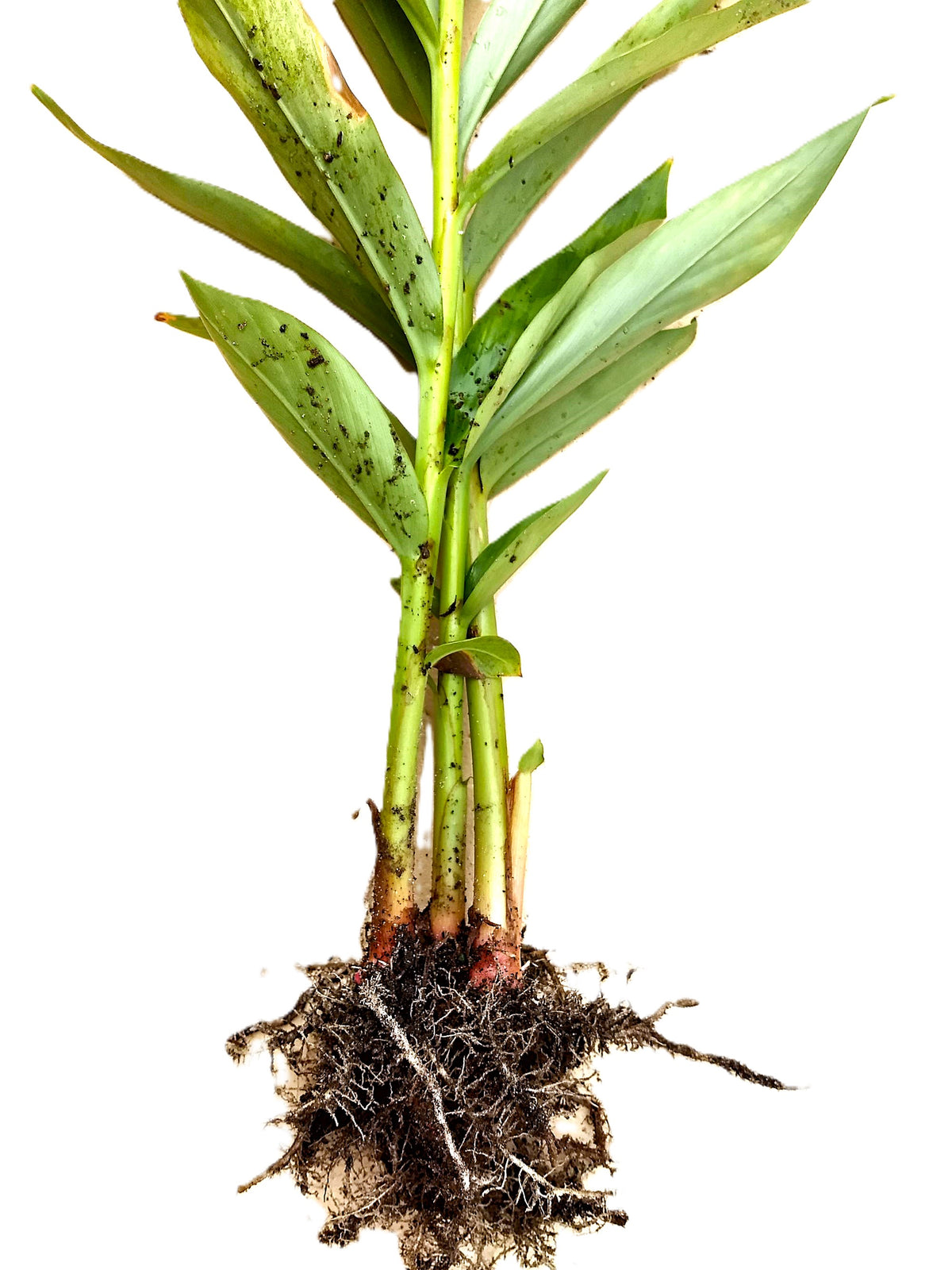 Hawaiian 20-inch White Fragrant Butterfly Ginger GROWN PLANTS- Ready to Bloom