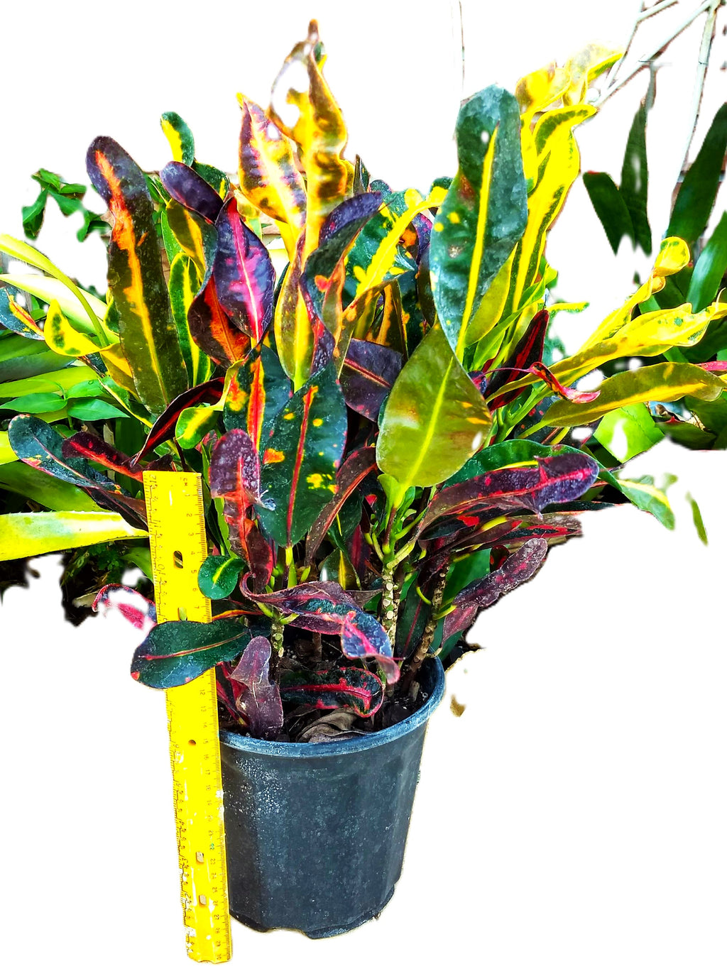 Rare Mammy Croton 10" Fully Rooted Unique Spiral Leaves Established Live Tropical