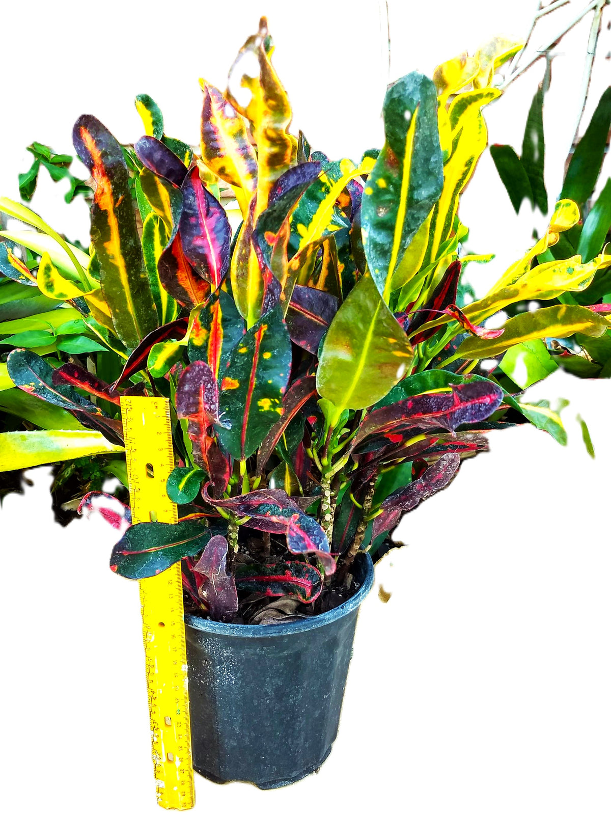 Rare Mammy Croton 10" Fully Rooted Unique Spiral Leaves Established Live Tropical