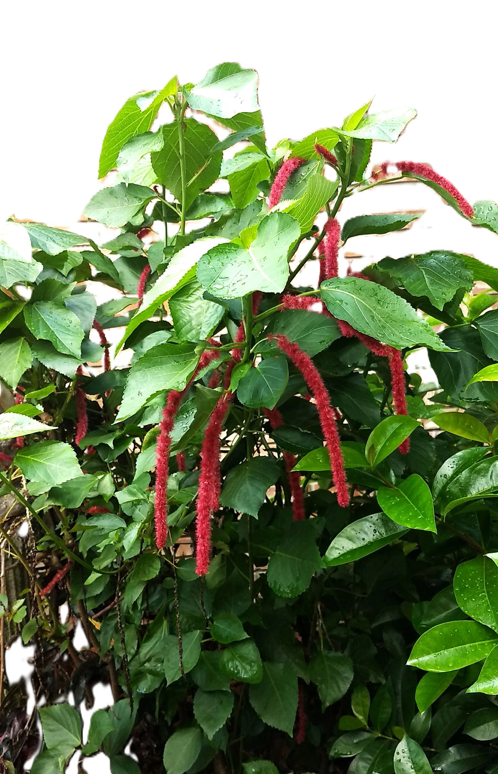 Giant Chenille Plant 12" Red Hot Cat Tails Acalypha hispida Florida‑Grown Tropical Bloomer (Zones 9–12)