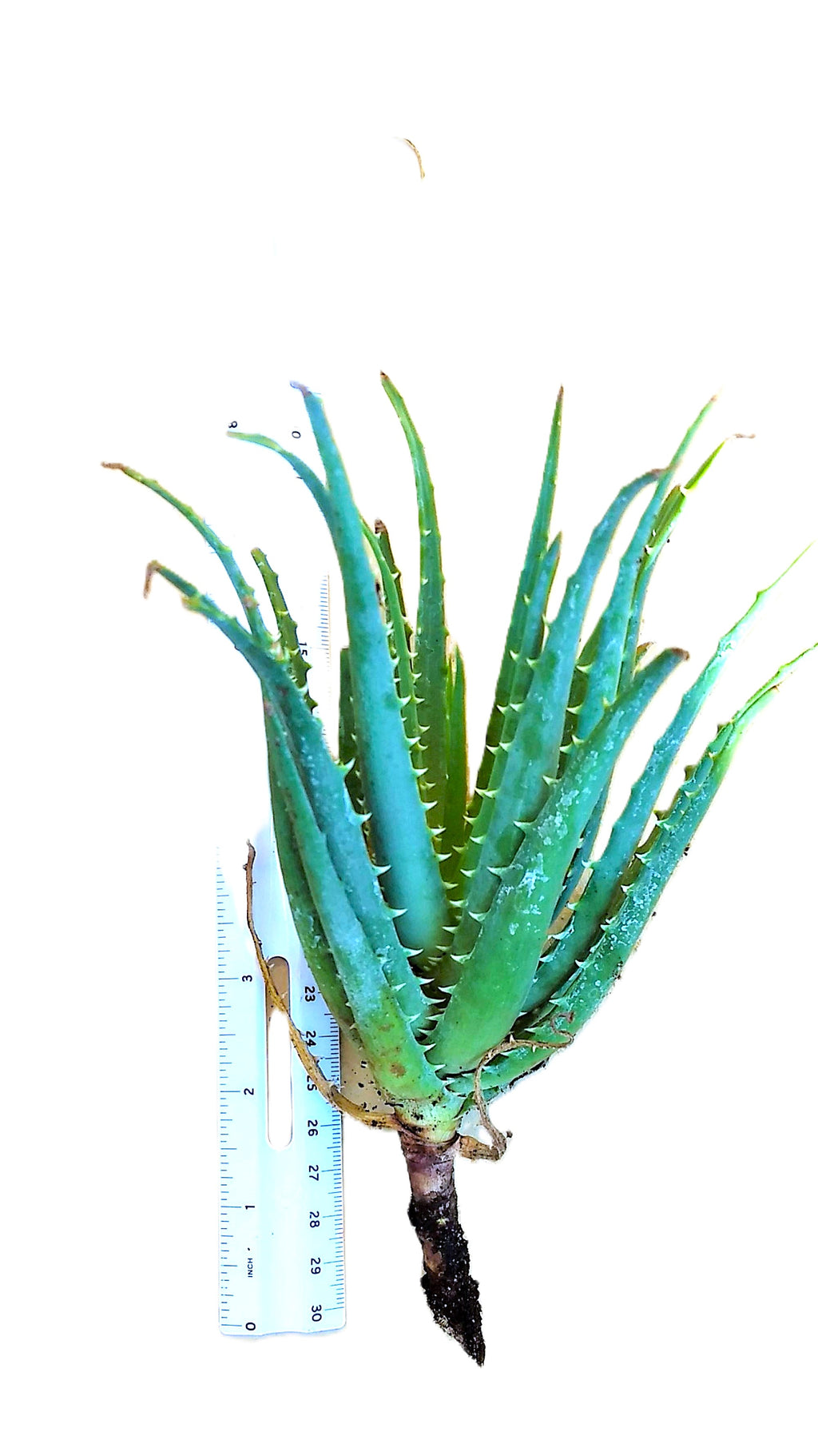 Aloe Aristata Blue Lace Aloe Torch Plant 8" starter full sun, USDA Zones 9-12 Indoor/outdoor