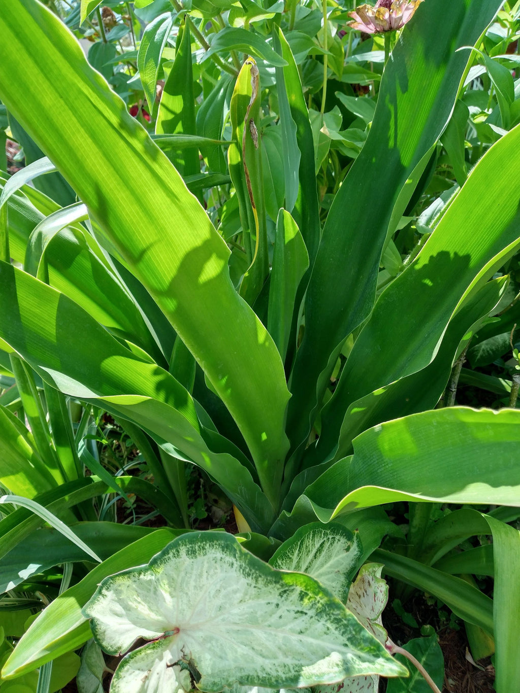Giant Crinum Lily White 2 LB Mature Bulb Largest Lily in North America Tropical Perennial