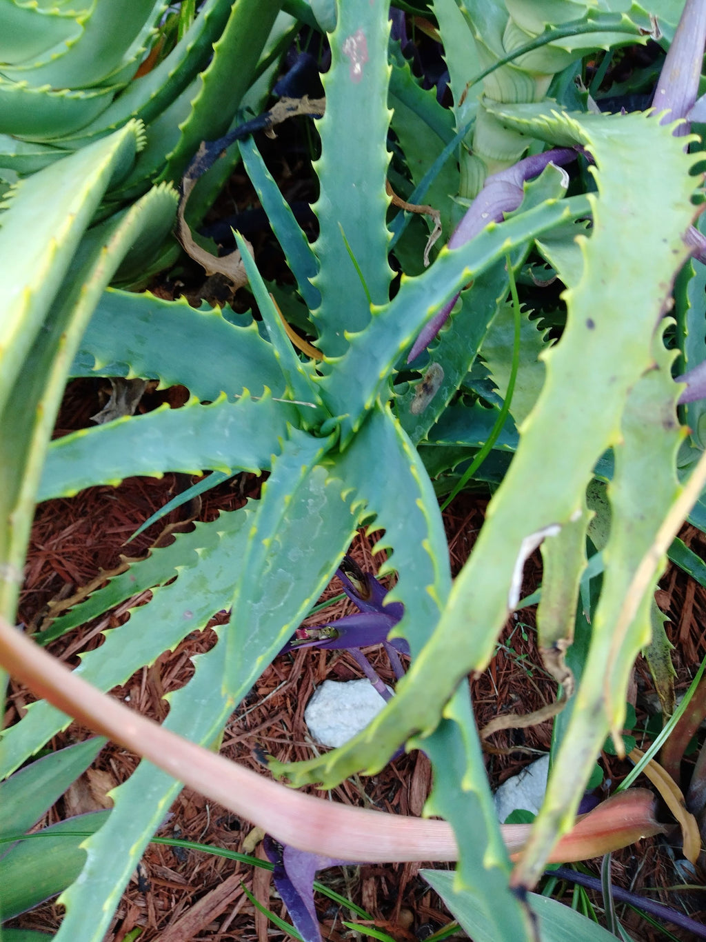 Candelabra Neon Aloe Starter Plant Grows 4 Ft Tall Tropical USDA Zones 9-12 Full Sun