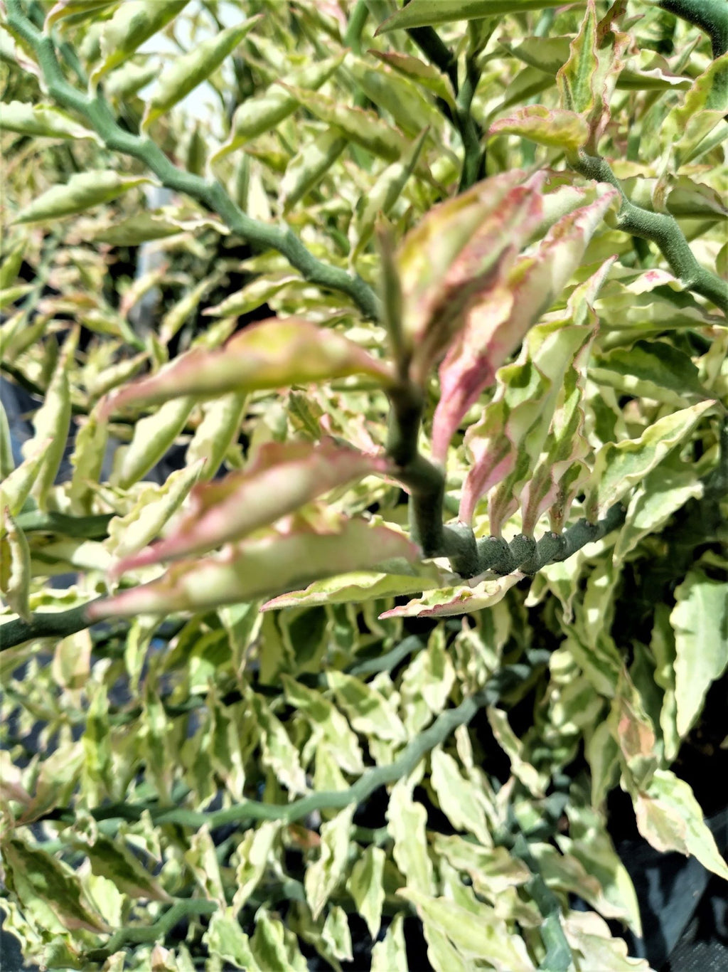 Devils Backbone Zig Zag Plant Variegated Pedilanthus tithymaloides False Bird 10” Live Tropical Houseplant
