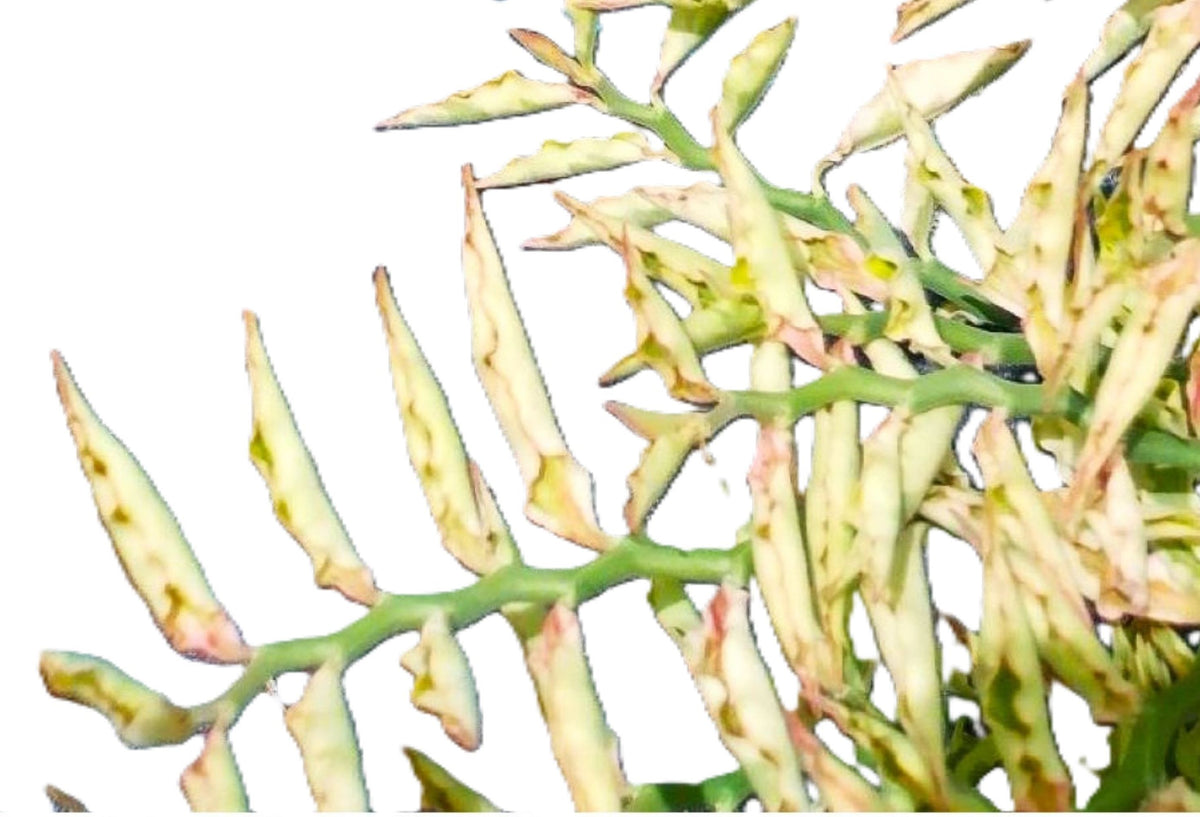 Devils Backbone Zig Zag Plant Variegated Pedilanthus tithymaloides False Bird 10” Live Tropical Houseplant