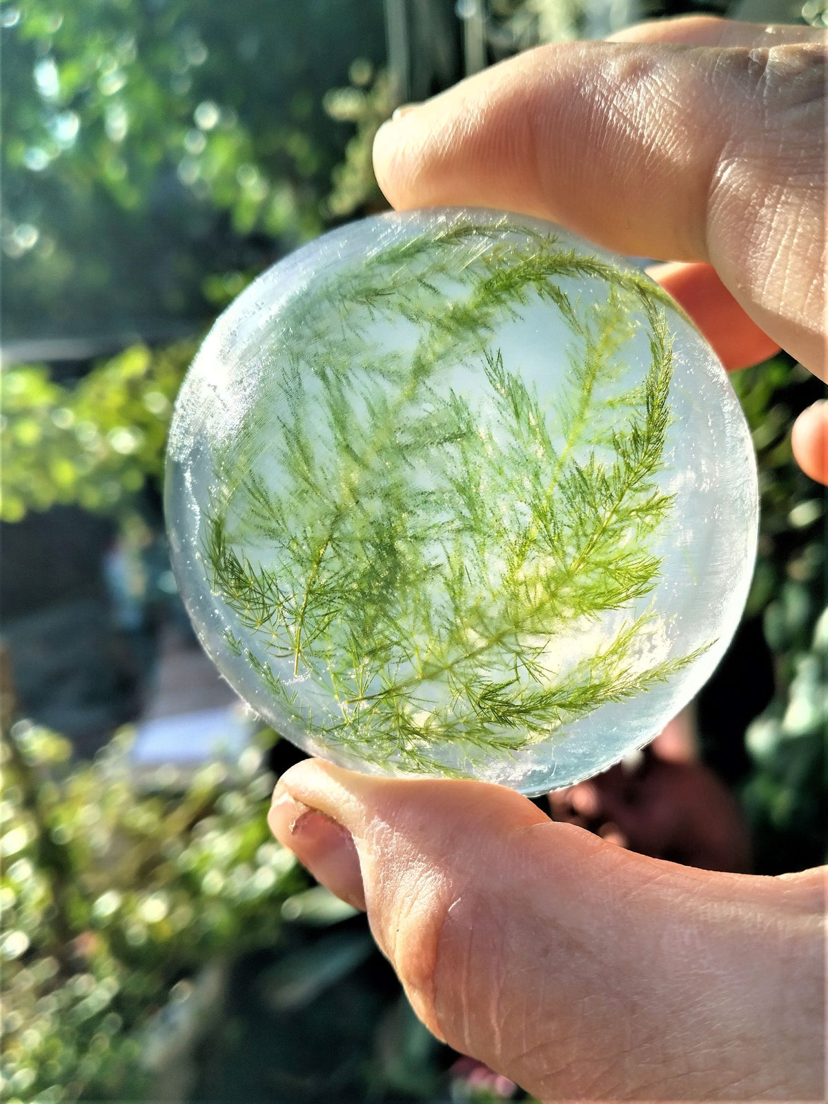 Forest Fern Botanical Soap Set 1 Pound Clear Vegan Glycerin Rounds Unscented, Gluten-Free Hypoallergenic