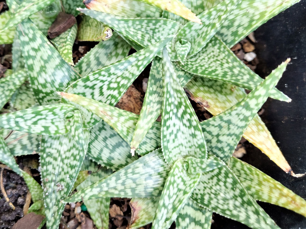 Aloe ‘Bright Star’ (Aloe ‘Donnie’) –Starfish Aloe 6-Inch Starter Plant USDA Zones 9-12